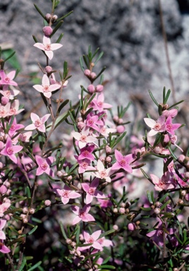 APII jpeg image of Boronia rosmarinifolia  © contact APII