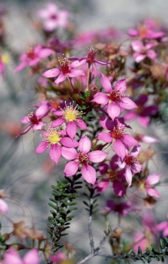 APII jpeg image of Calytrix brevifolia  © contact APII