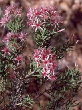 APII jpeg image of Calytrix exstipulata  © contact APII