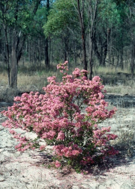 APII jpeg image of Calytrix longiflora  © contact APII