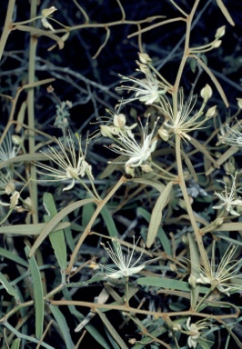 APII jpeg image of Capparis lasiantha  © contact APII