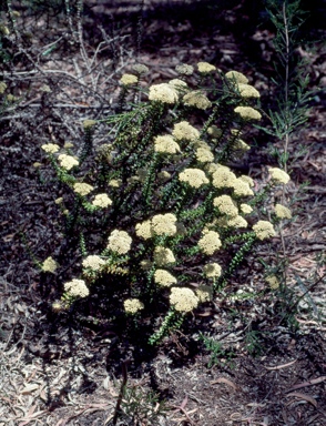 APII jpeg image of Cassinia denticulata  © contact APII