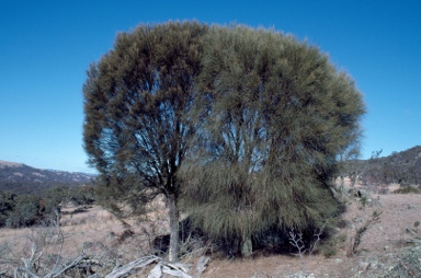 APII jpeg image of Allocasuarina verticillata  © contact APII