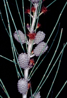 APII jpeg image of Casuarina equisetifolia  © contact APII