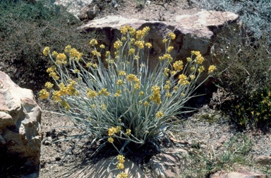 APII jpeg image of Conostylis candicans subsp. candicans  © contact APII