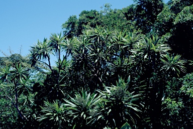 APII jpeg image of Cordyline obtecta  © contact APII