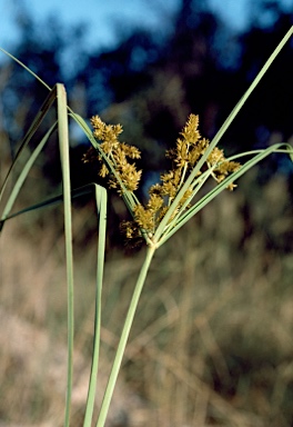 APII jpeg image of Cyperus conicus  © contact APII