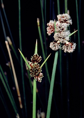 APII jpeg image of Cyperus gymnocaulos  © contact APII