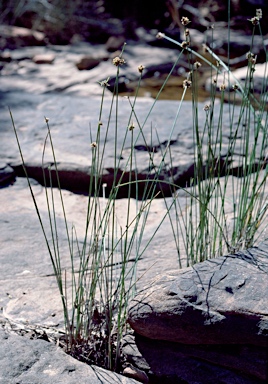 APII jpeg image of Cyperus gymnocaulos  © contact APII