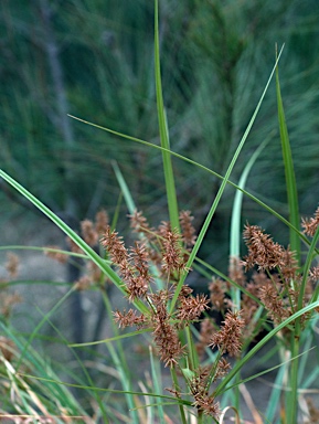 APII jpeg image of Cyperus lucidus  © contact APII