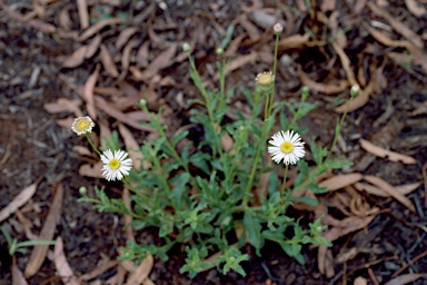 APII jpeg image of Camptacra gracilis f. gracilis  © contact APII