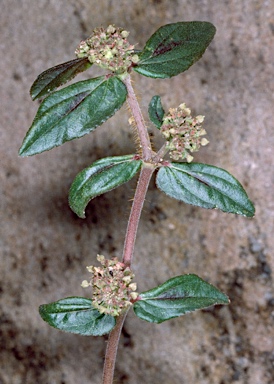 APII jpeg image of Euphorbia hirta  © contact APII