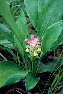 APII jpeg image of Curcuma australasica  © contact APII