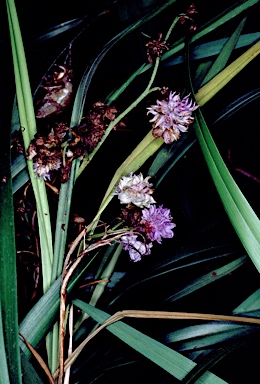 APII jpeg image of Dianella congesta  © contact APII