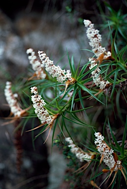 APII jpeg image of Dracophyllum secundum  © contact APII