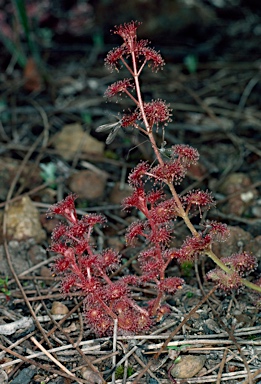 APII jpeg image of Drosera stolonifera  © contact APII