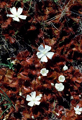 APII jpeg image of Drosera whittakeri  © contact APII