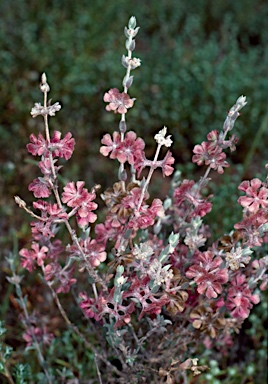 APII jpeg image of Didymanthus roei  © contact APII