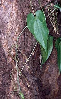 APII jpeg image of Dioscorea bulbifera  © contact APII