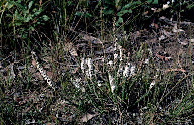 APII jpeg image of Epacris microphylla var. microphylla  © contact APII