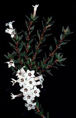 APII jpeg image of Epacris mucronulata  © contact APII