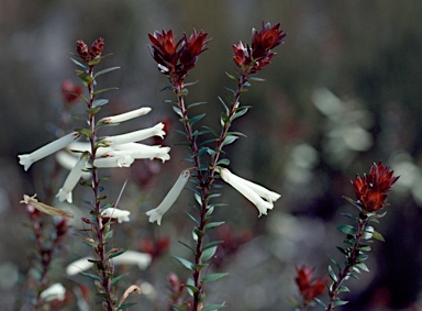 APII jpeg image of Epacris sparsa  © contact APII