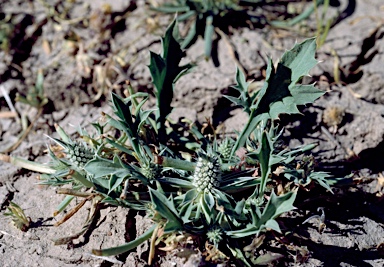 APII jpeg image of Eryngium supinum  © contact APII