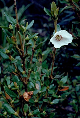 APII jpeg image of Eucryphia lucida  © contact APII