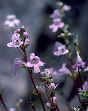 APII jpeg image of Euphrasia collina subsp. diemenica  © contact APII