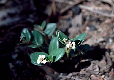 APII jpeg image of Euphorbia muelleri  © contact APII