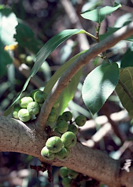 APII jpeg image of Ficus congesta var. congesta  © contact APII