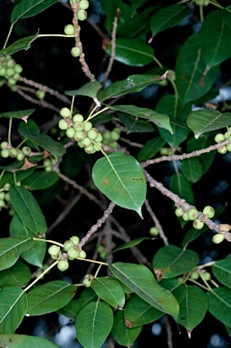 APII jpeg image of Ficus virens  © contact APII