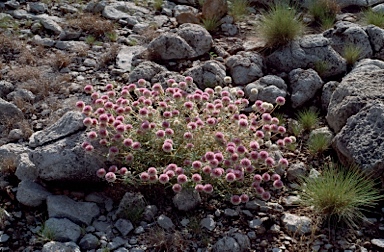 APII jpeg image of Gomphrena canescens subsp. canescens  © contact APII