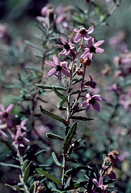 APII jpeg image of Guichenotia angustifolia  © contact APII