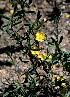 APII jpeg image of Hibbertia subvaginata  © contact APII