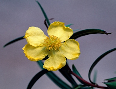 APII jpeg image of Hibbertia longifolia  © contact APII