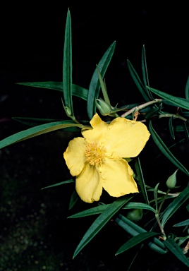 APII jpeg image of Hibbertia longifolia  © contact APII