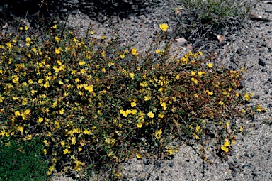 APII jpeg image of Hibbertia rufa  © contact APII