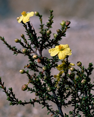 APII jpeg image of Hibbertia rupicola  © contact APII