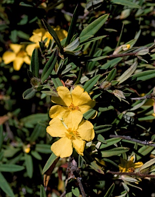 APII jpeg image of Hibbertia saligna  © contact APII