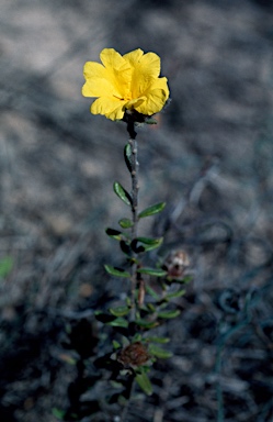 APII jpeg image of Hibbertia sericea var. sericea  © contact APII