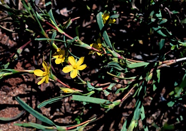 APII jpeg image of Hibbertia vaginata  © contact APII