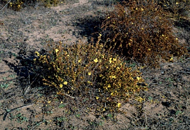 APII jpeg image of Hibbertia conduplicata MS  © contact APII