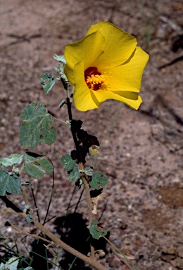 APII jpeg image of Hibiscus apodus  © contact APII