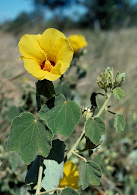 APII jpeg image of Hibiscus panduriformis  © contact APII