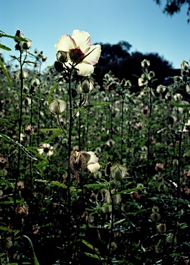 APII jpeg image of Hibiscus trionum  © contact APII