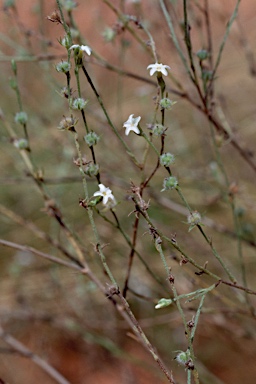 APII jpeg image of Heliotropium diversifolium  © contact APII