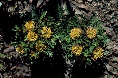 APII jpeg image of Isopogon anemonifolius 'Compact'  © contact APII