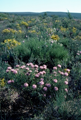 APII jpeg image of Isopogon dubius  © contact APII