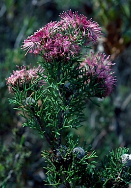 APII jpeg image of Isopogon formosus  © contact APII